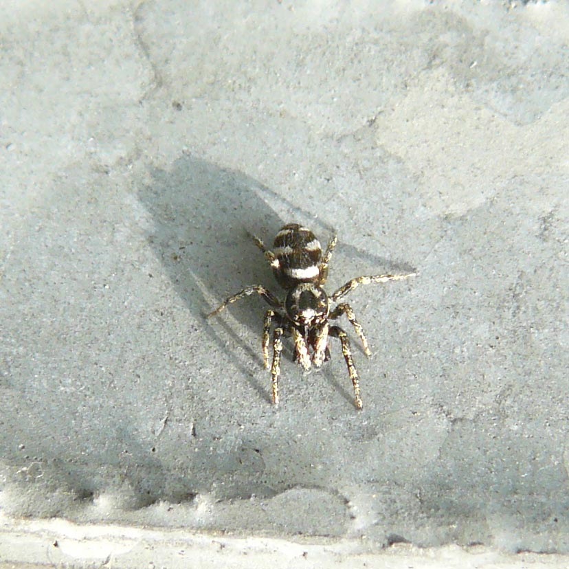 Salticus scenicus