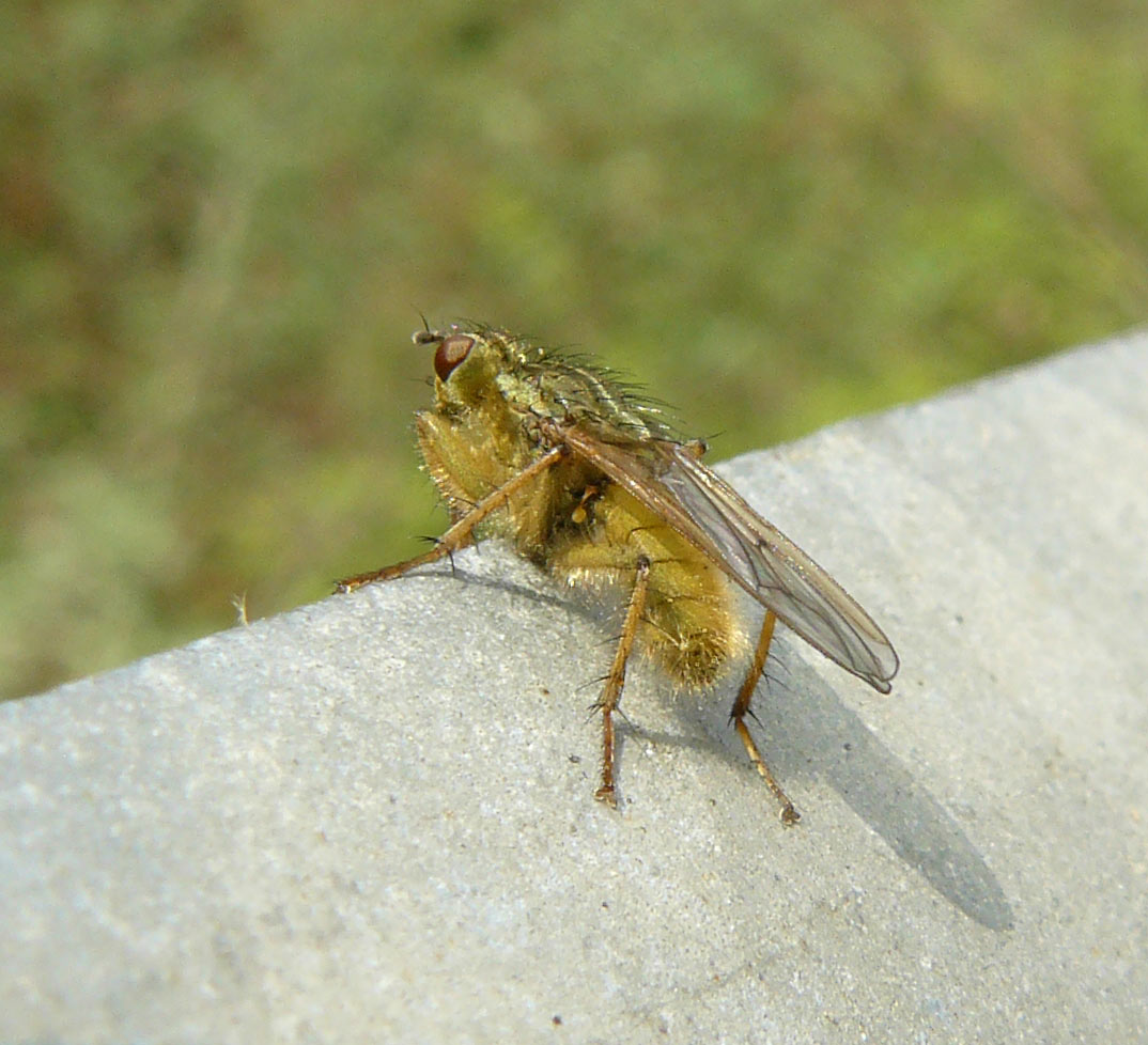 Scathophaga stercoraria ??