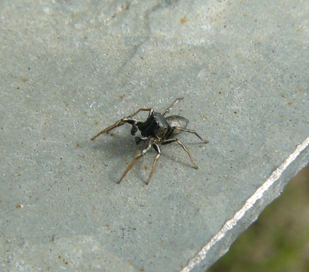 Heliophanus sp.