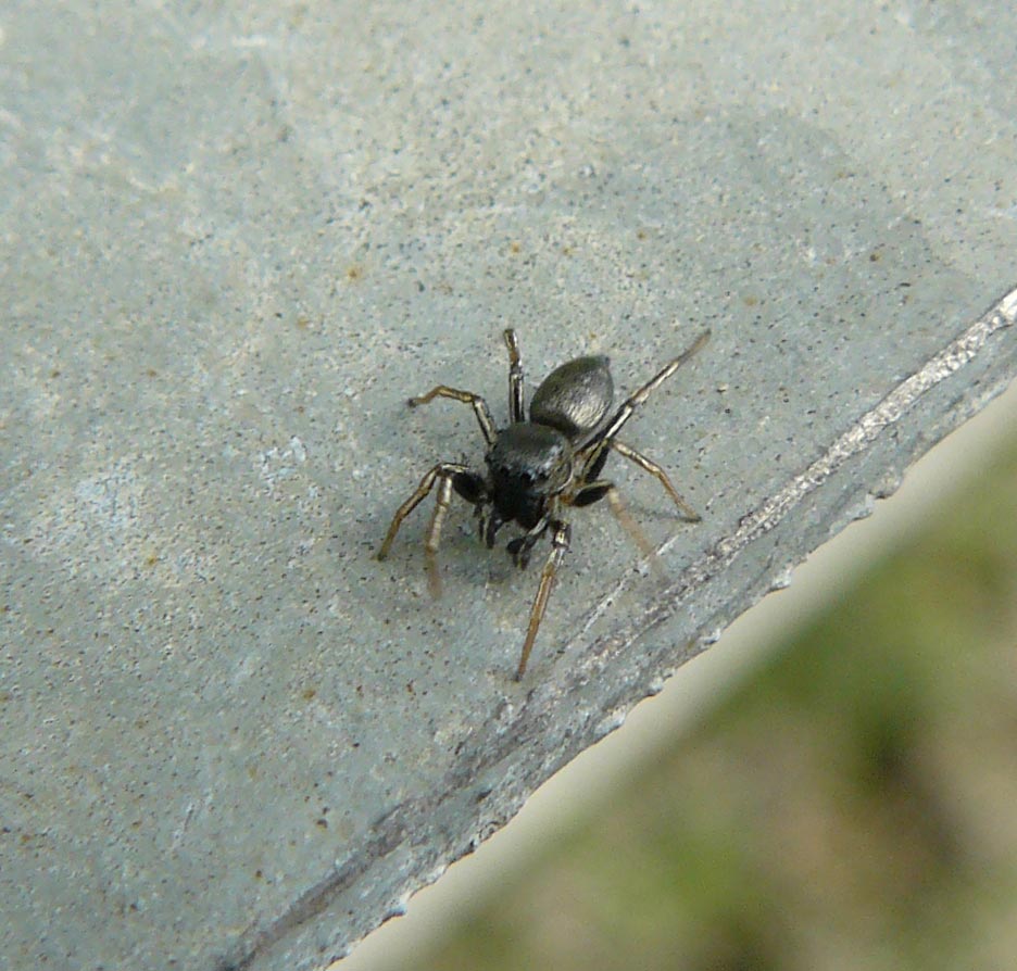 Heliophanus sp.