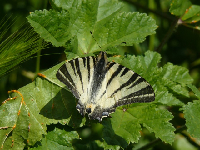 Iphicles podalirius