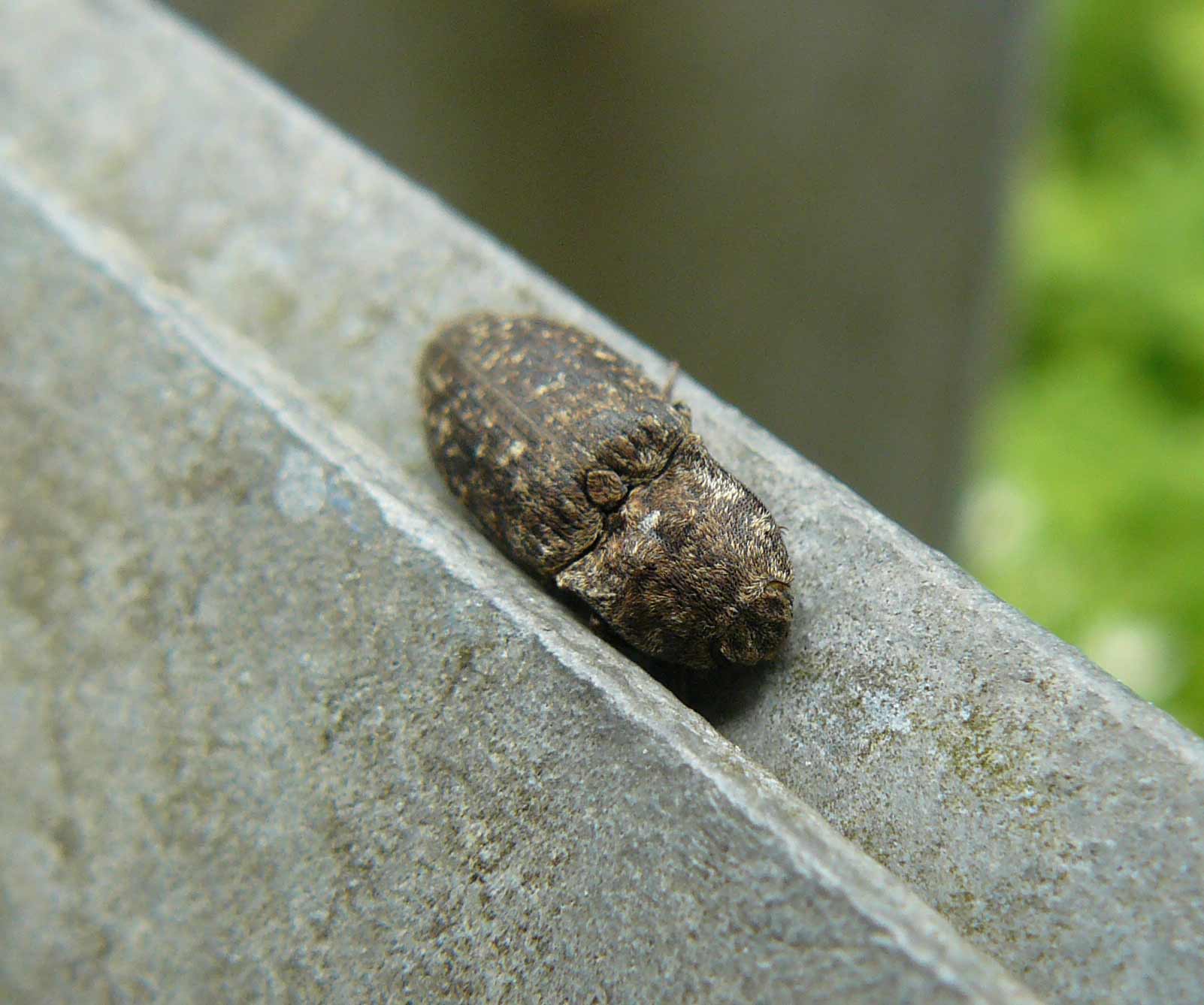 Elateridae: Agrypnus murinus