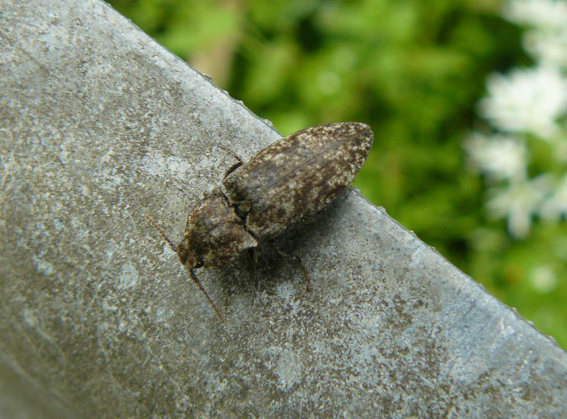 Elateridae: Agrypnus murinus