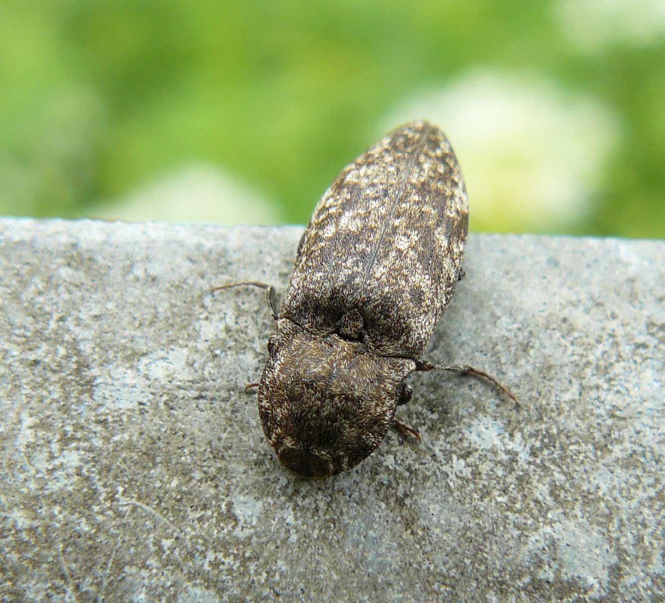 Elateridae: Agrypnus murinus