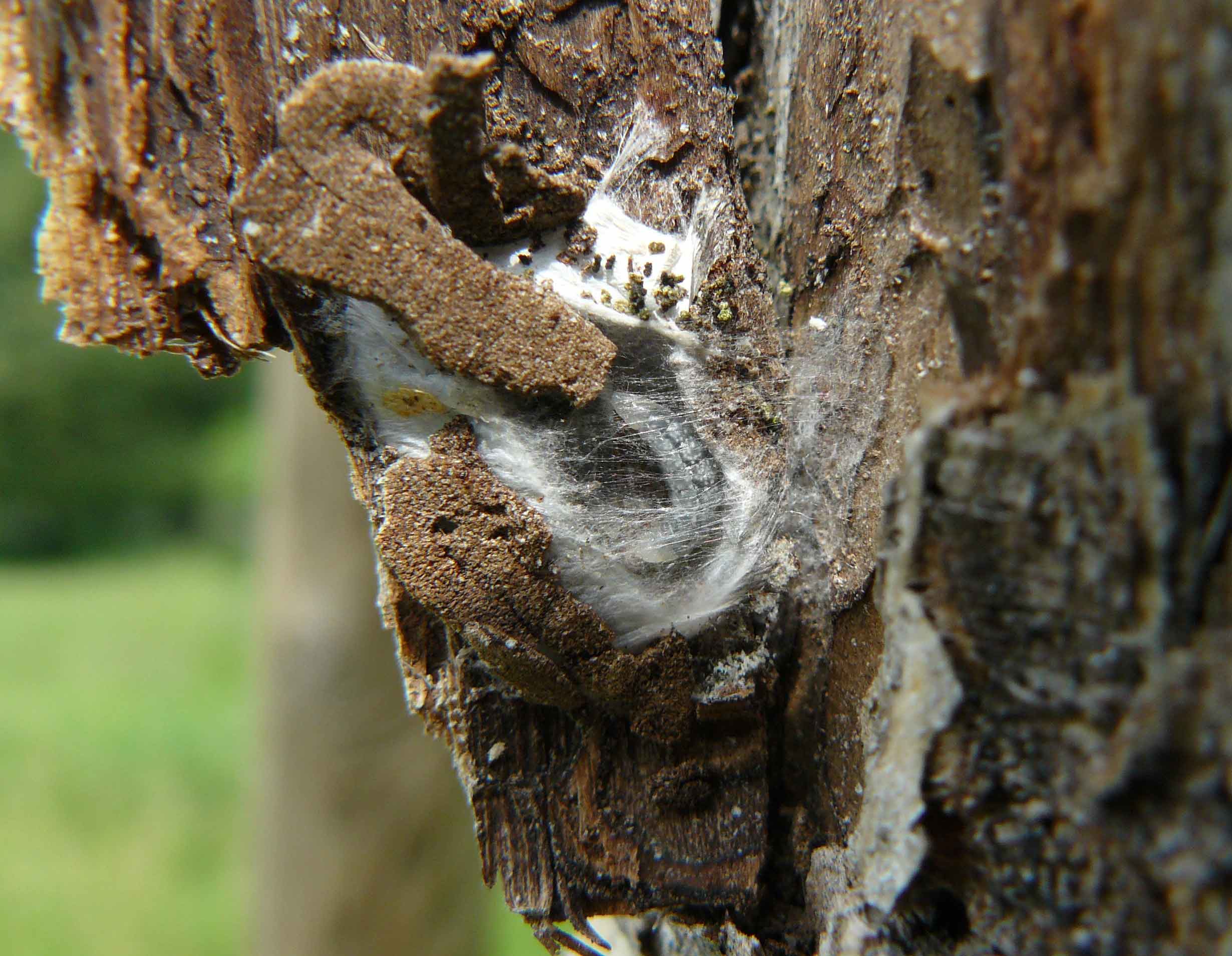 Chi  stato? Larve di Cerambycidae o Buprestidae