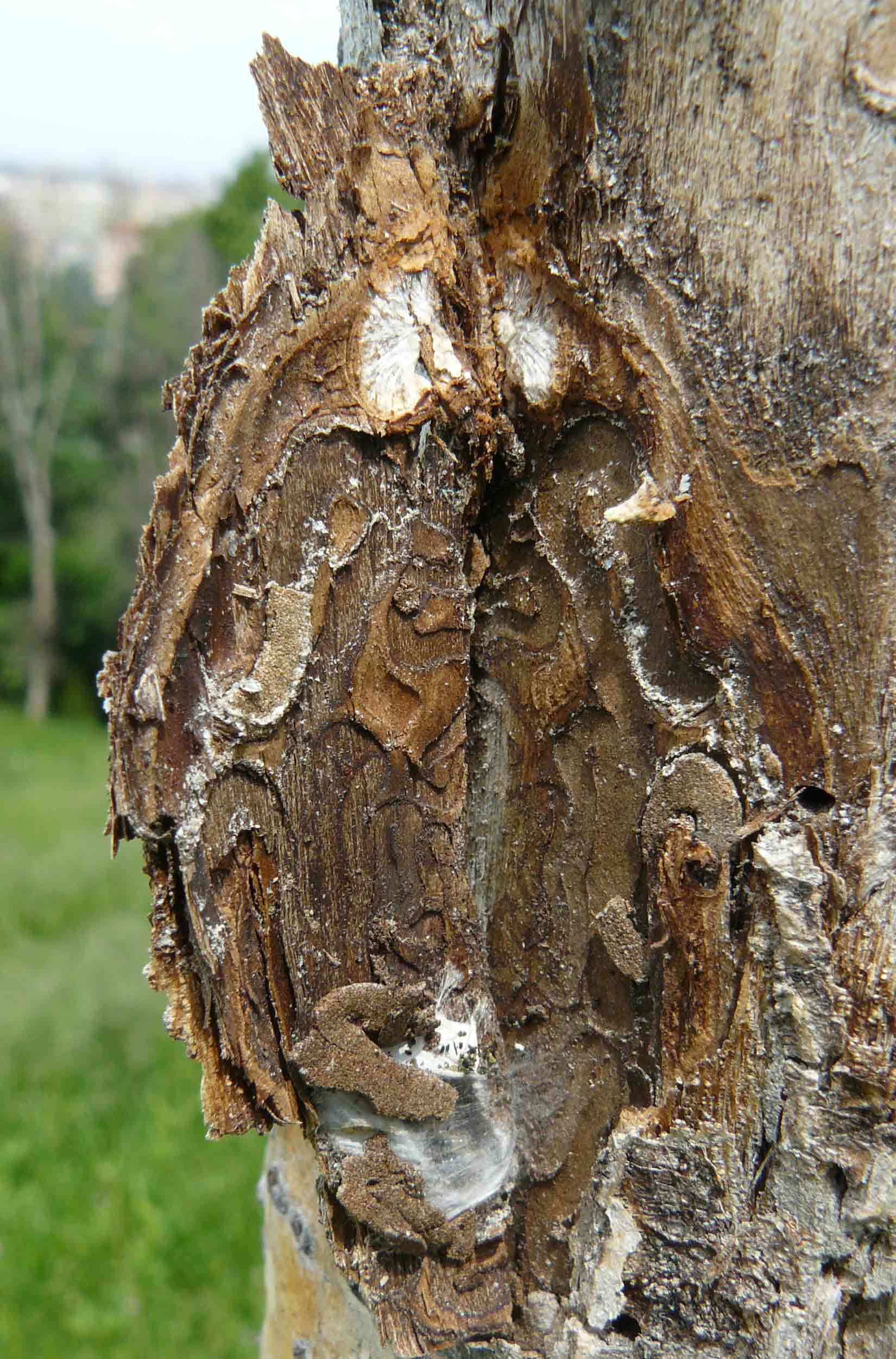 Chi  stato? Larve di Cerambycidae o Buprestidae