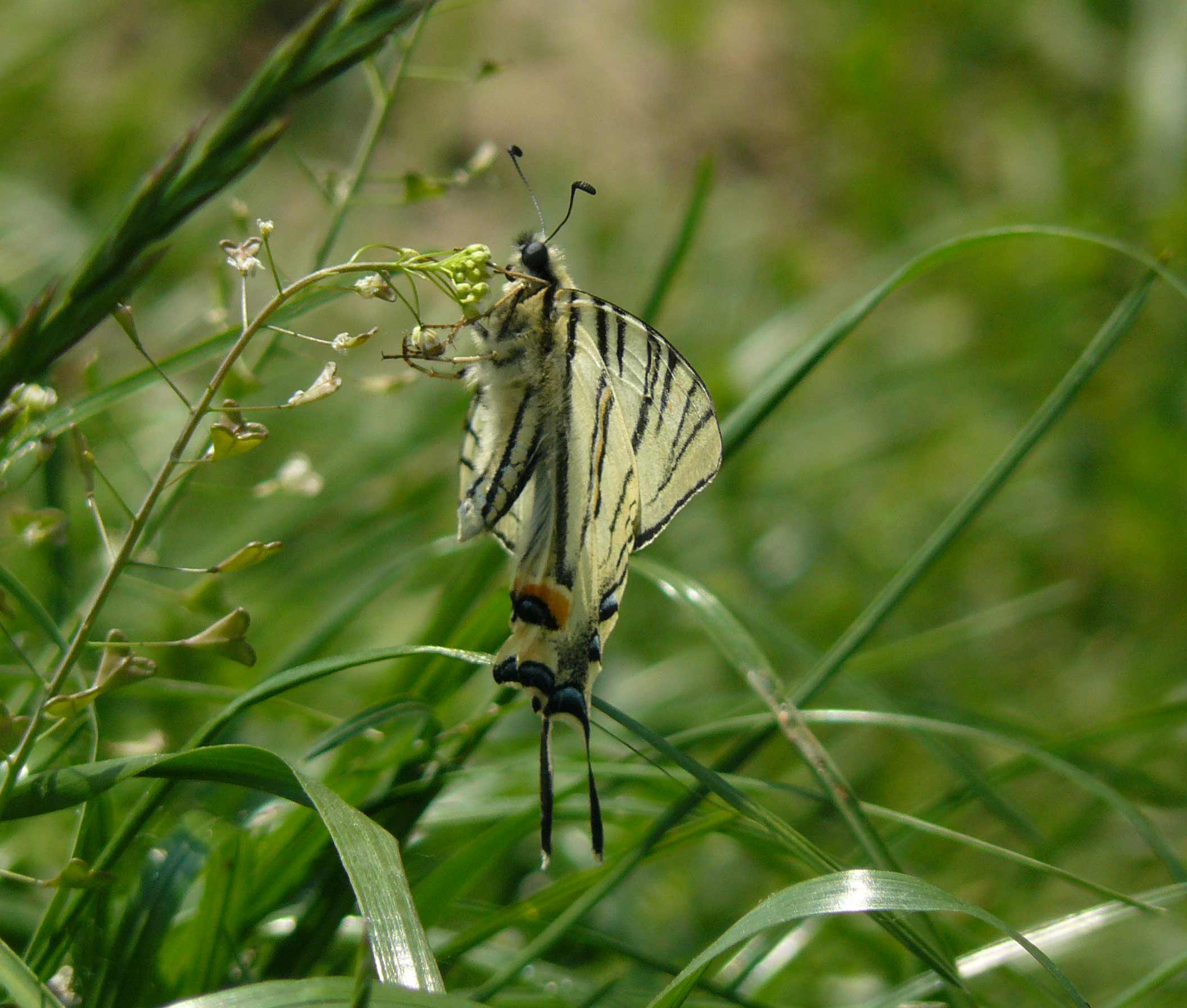 Iphicles podalirius