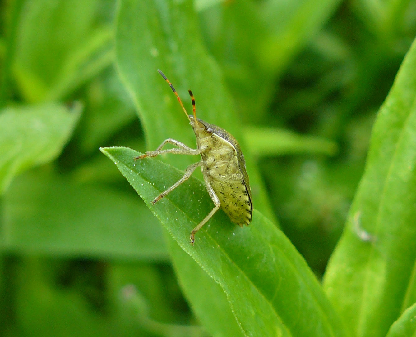 Holcostethus strictus vernalis??  S ma ora Peribalus strictus