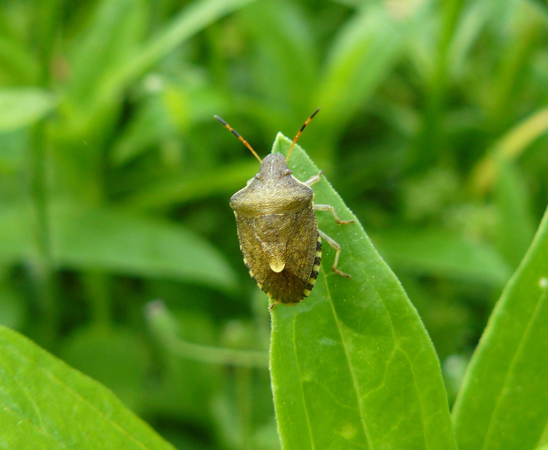 Holcostethus strictus vernalis??  S ma ora Peribalus strictus