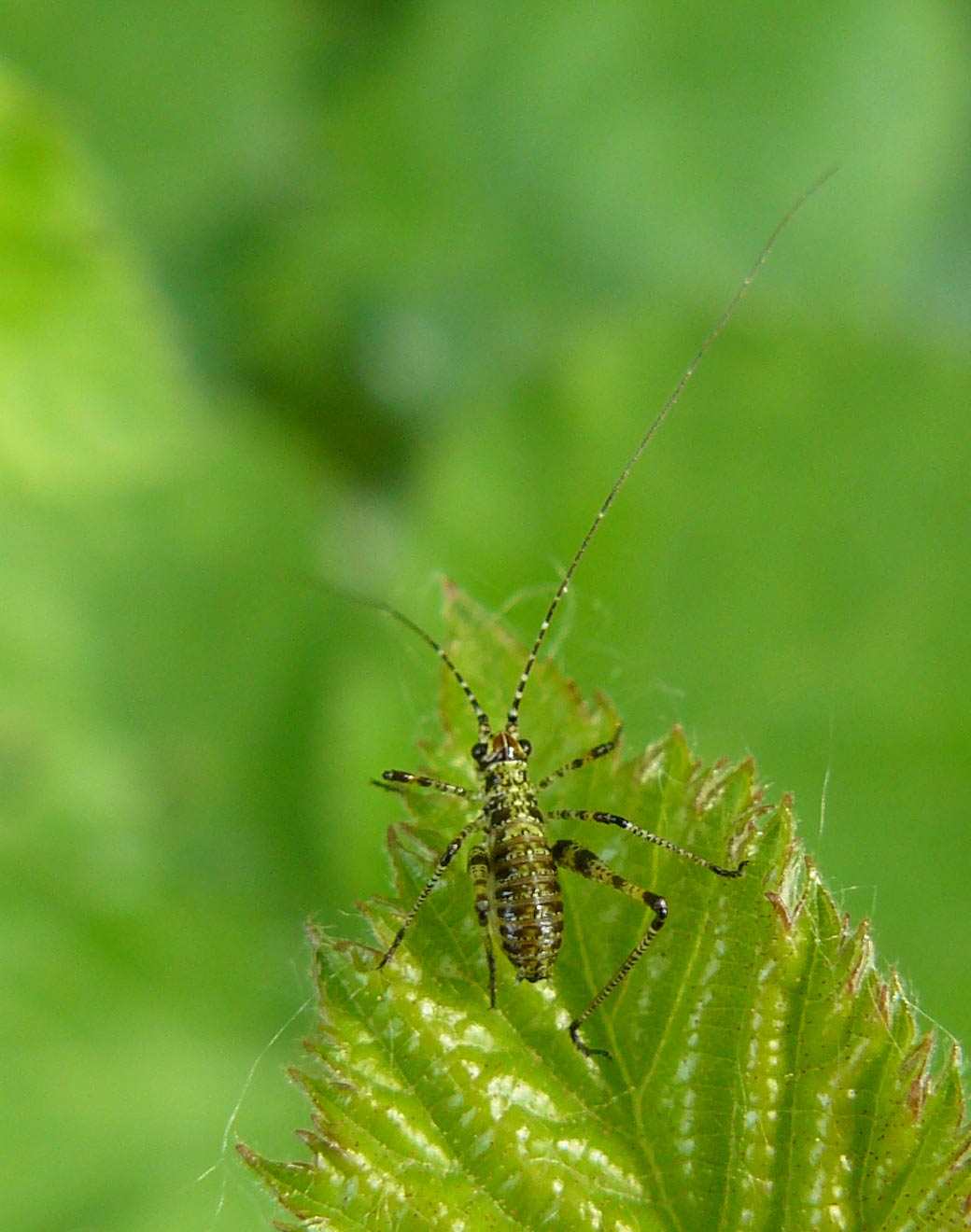 Neanide di Phaneroptera sp.