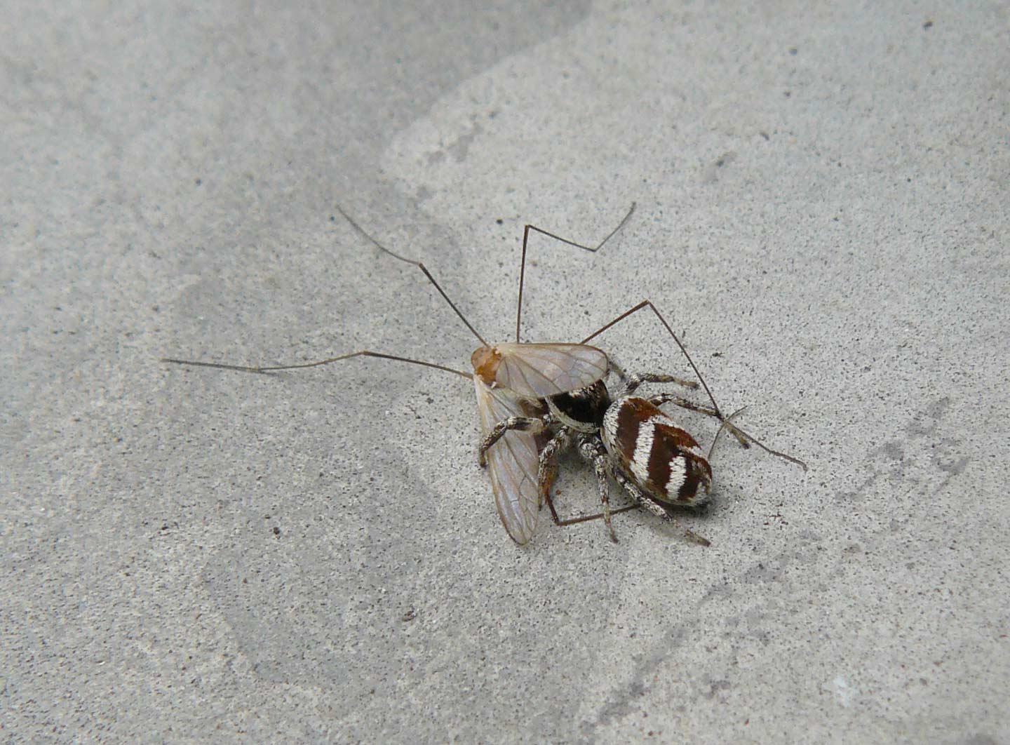 Salticus scenicus con preda, Tipula sp.