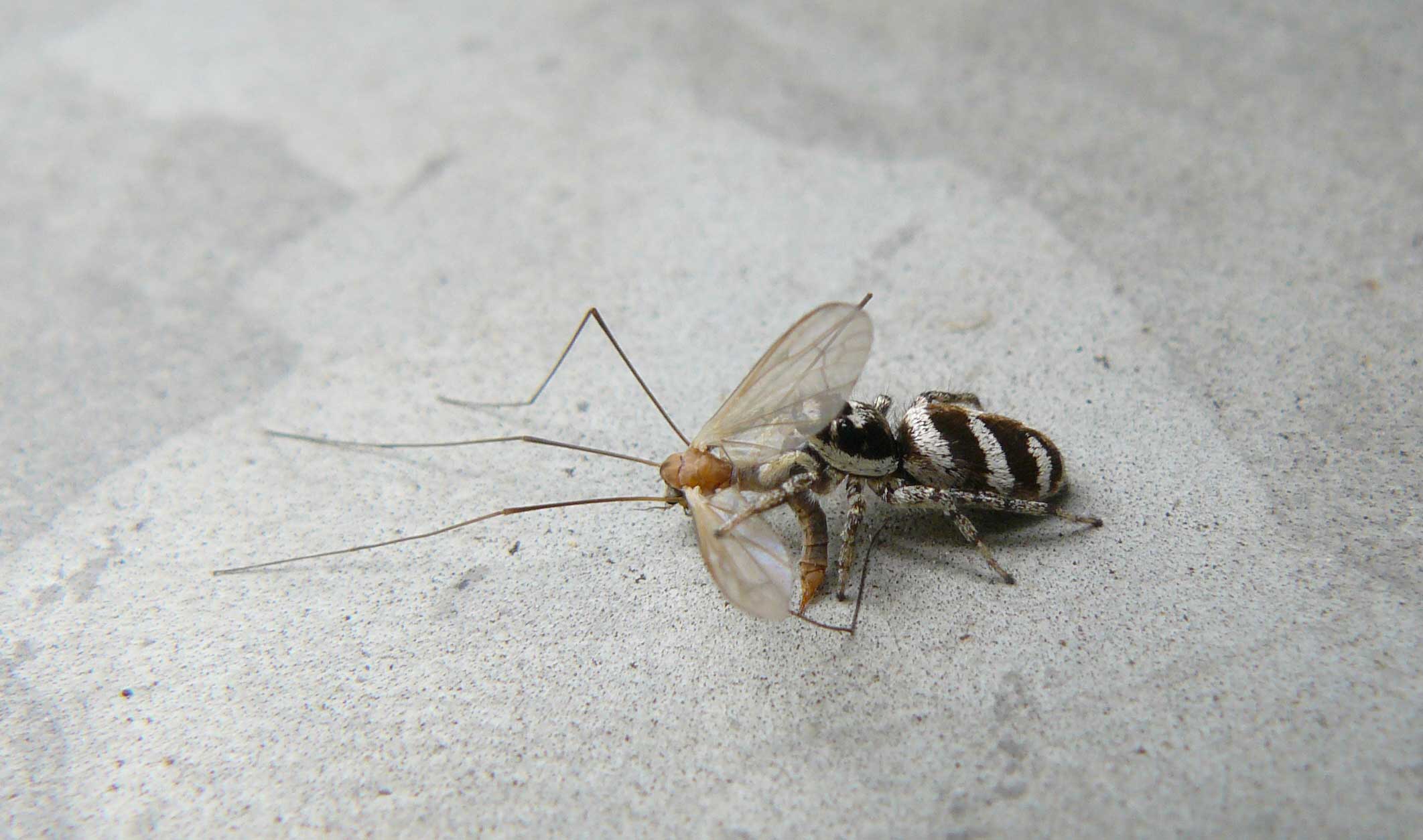 Salticus scenicus con preda, Tipula sp.