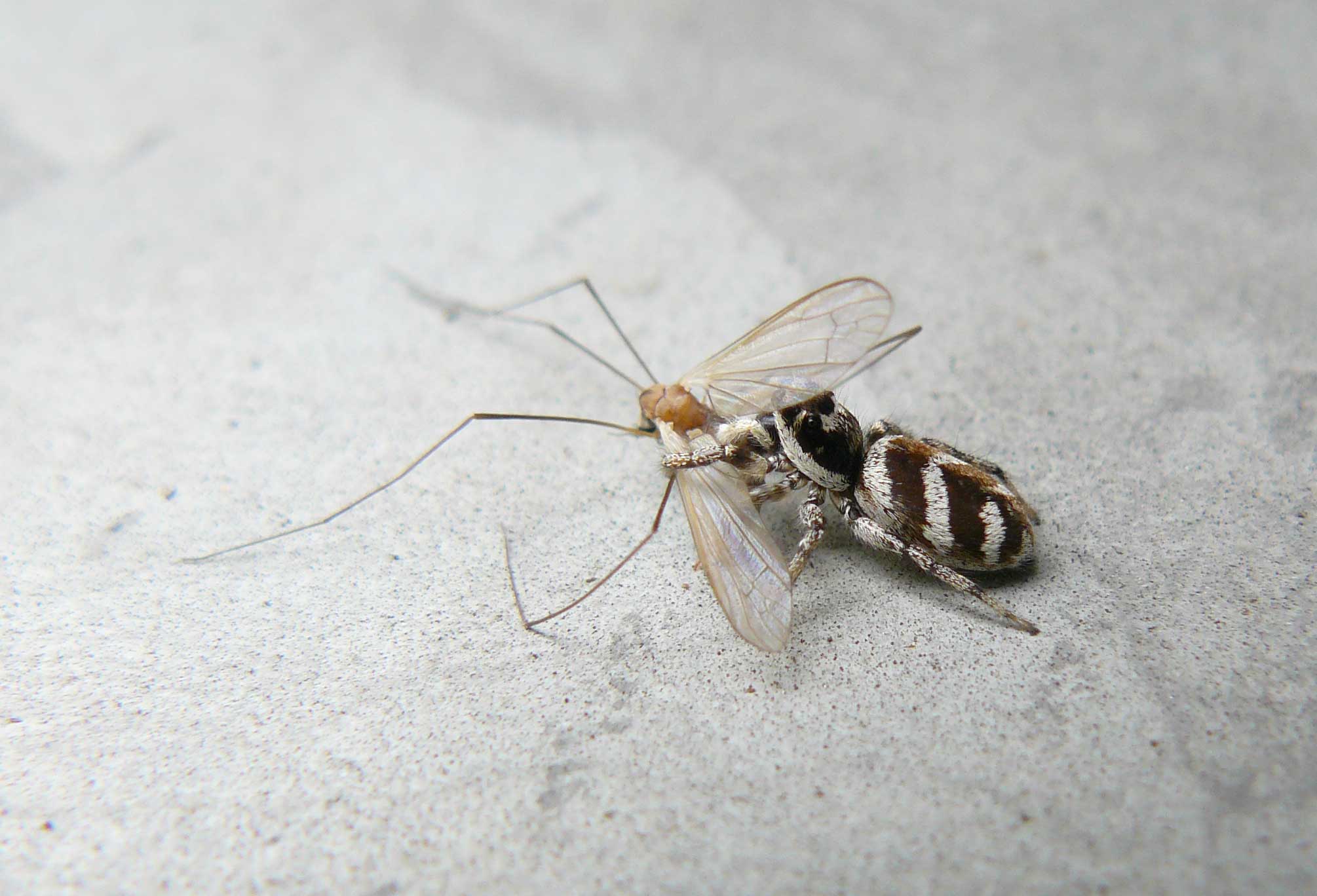 Salticus scenicus con preda, Tipula sp.