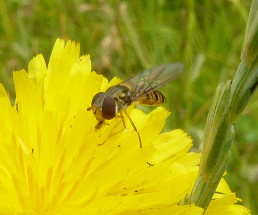 Episyrphus balteatus ?