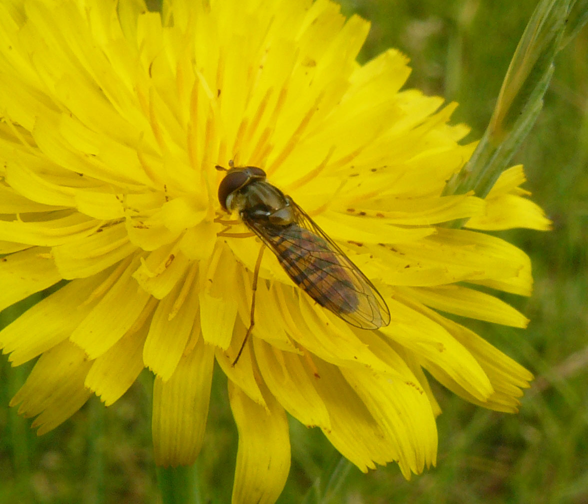 Episyrphus balteatus ?