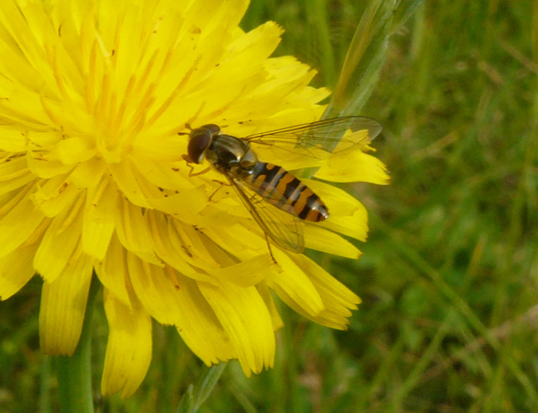 Episyrphus balteatus ?