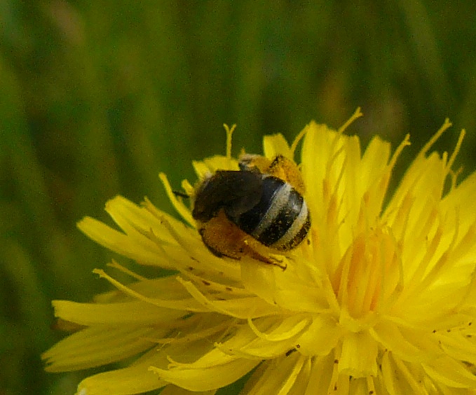 Apidae Halictinae:  femmina di Lasioglossum sp.