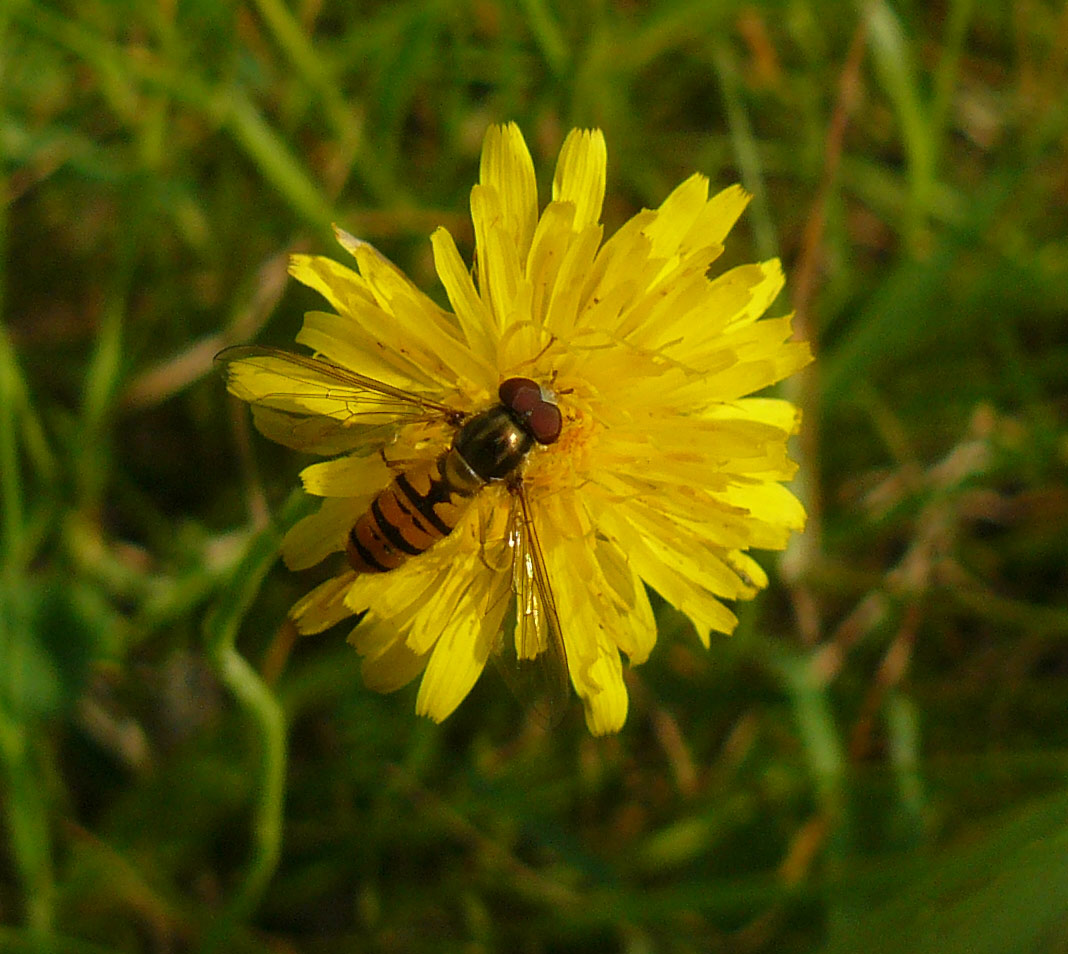 Episyrphus balteatus ?