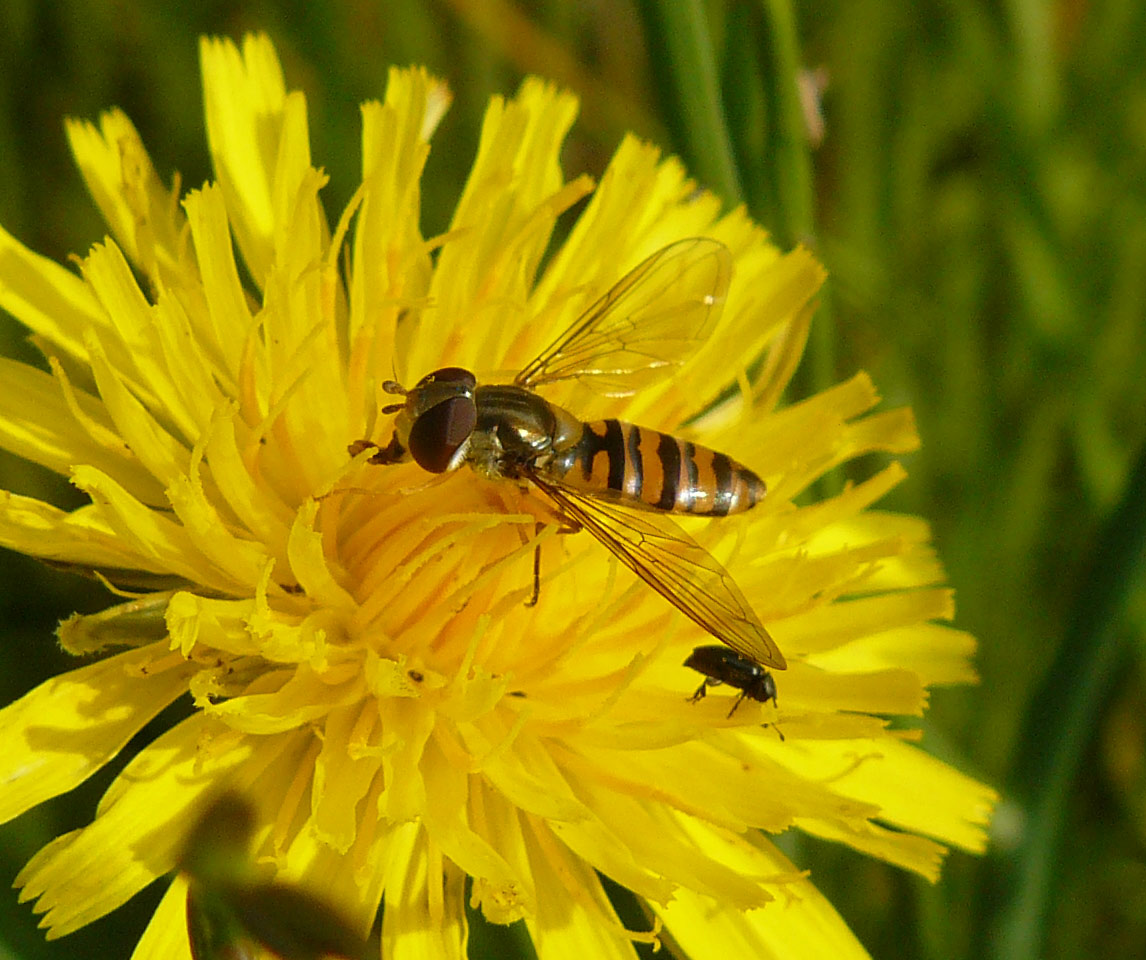 Episyrphus balteatus ?