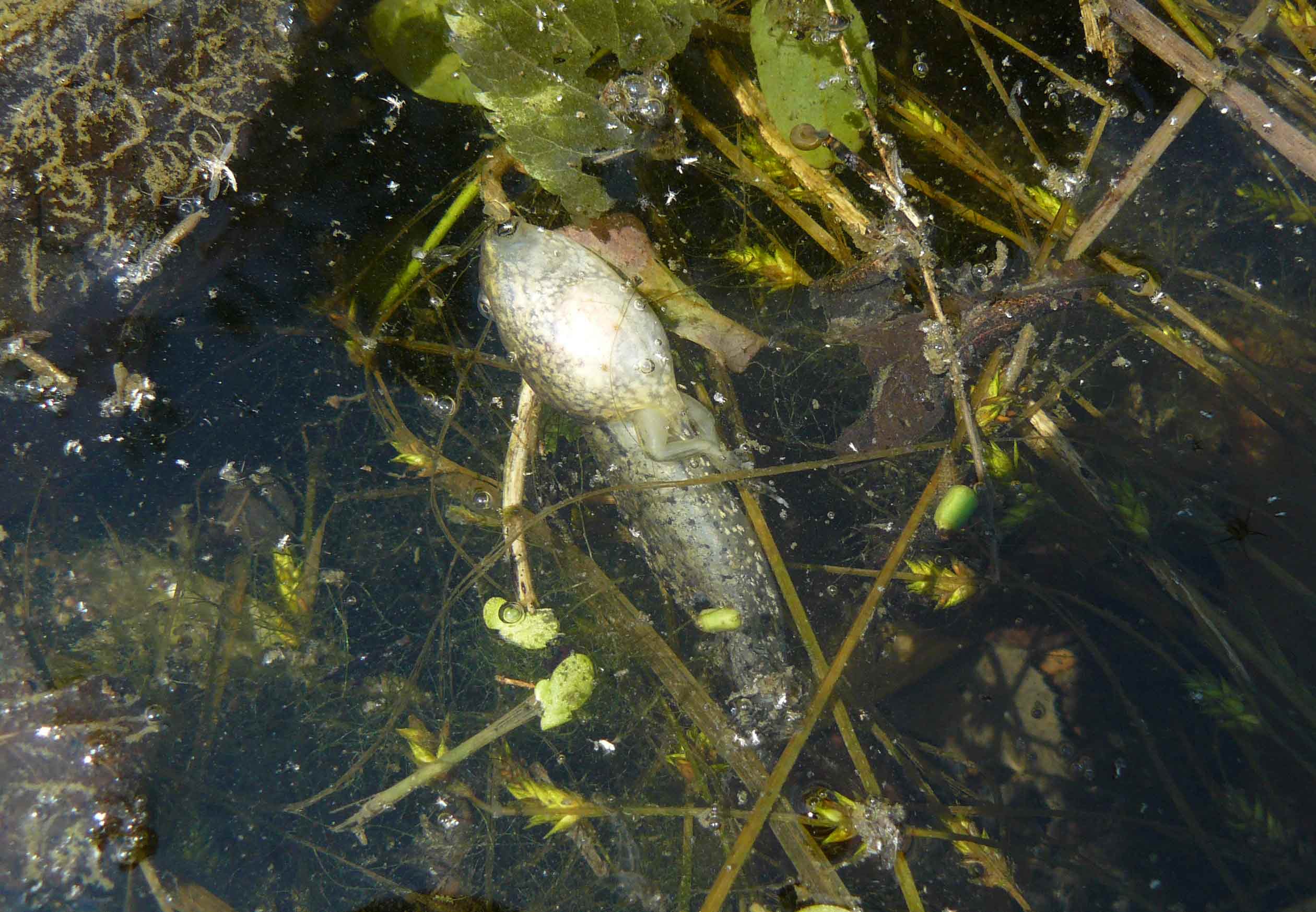 Girino gigantesco morto - Pelophylax sp.