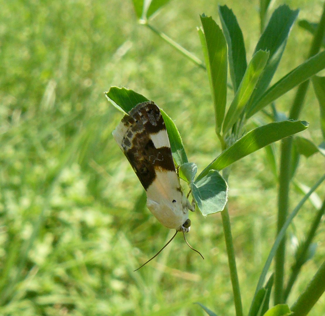 Acontia lucida ?