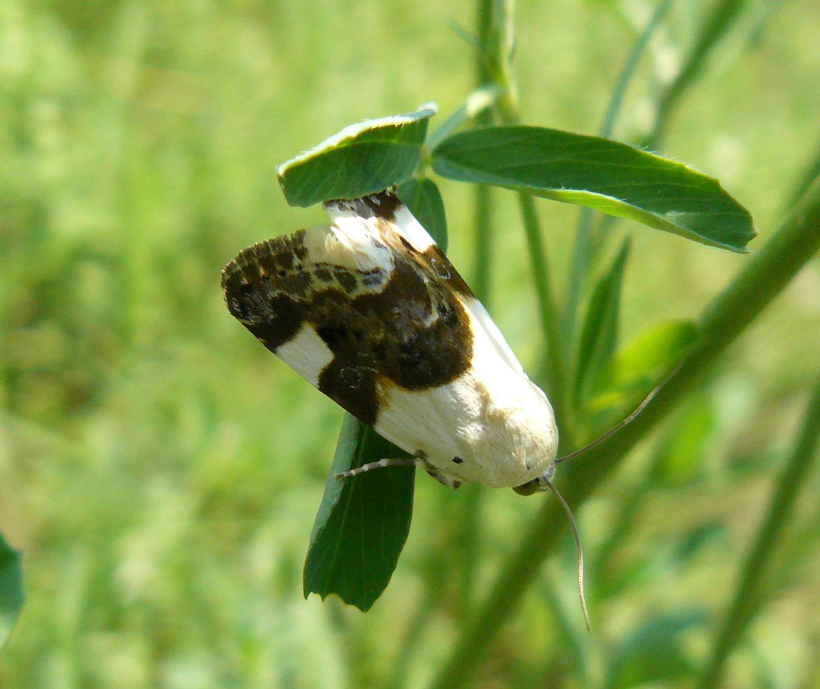 Acontia lucida ?