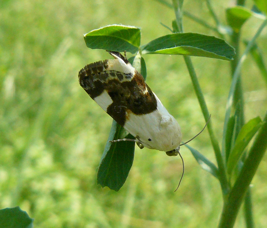 Acontia lucida ?