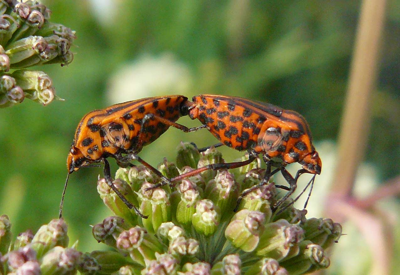 Pentatomidae: Graphosoma lineatum  italicum della Lombardia