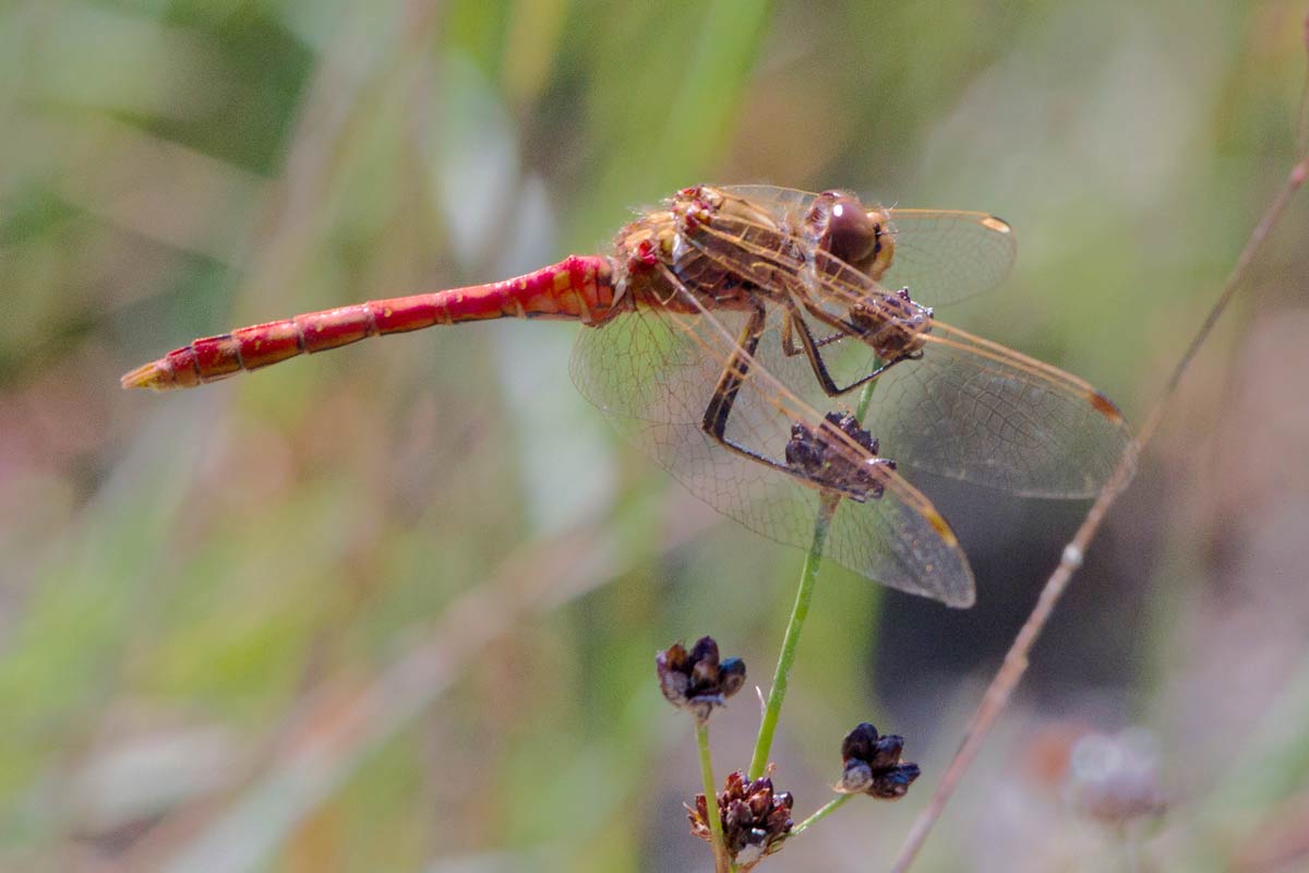 Sympetrum ......