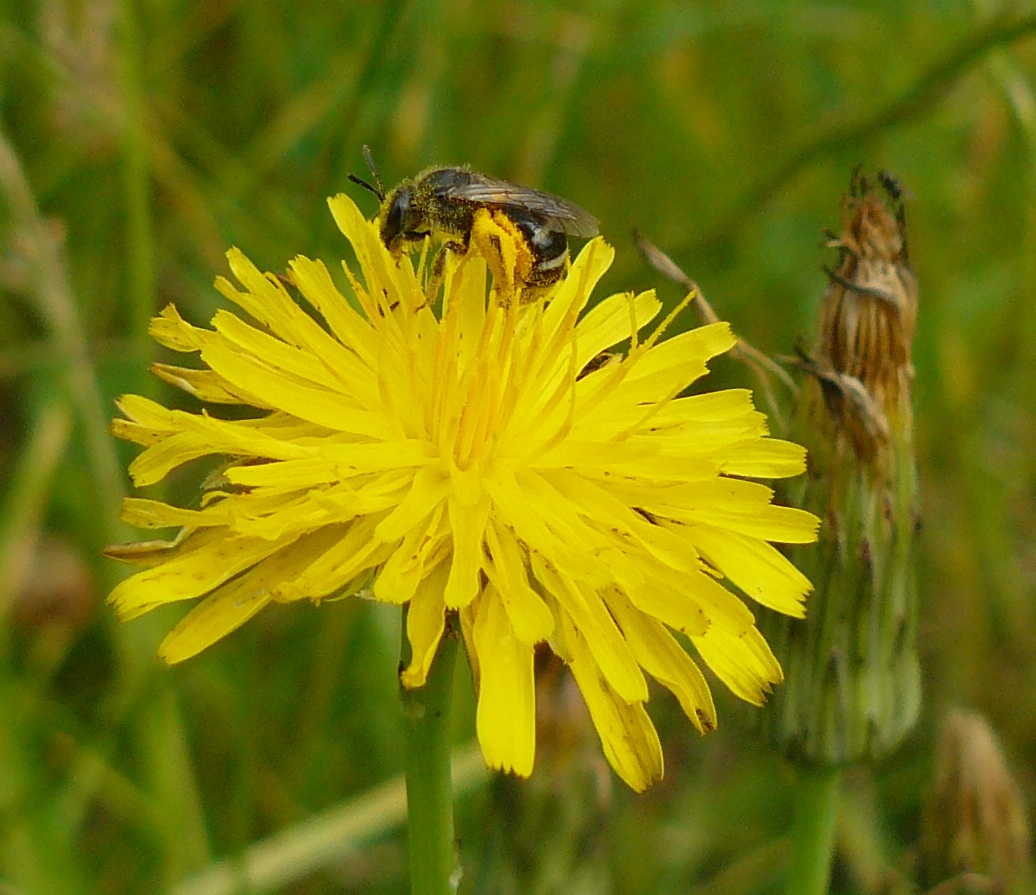 Apidae Halictinae:  femmina di Lasioglossum sp.