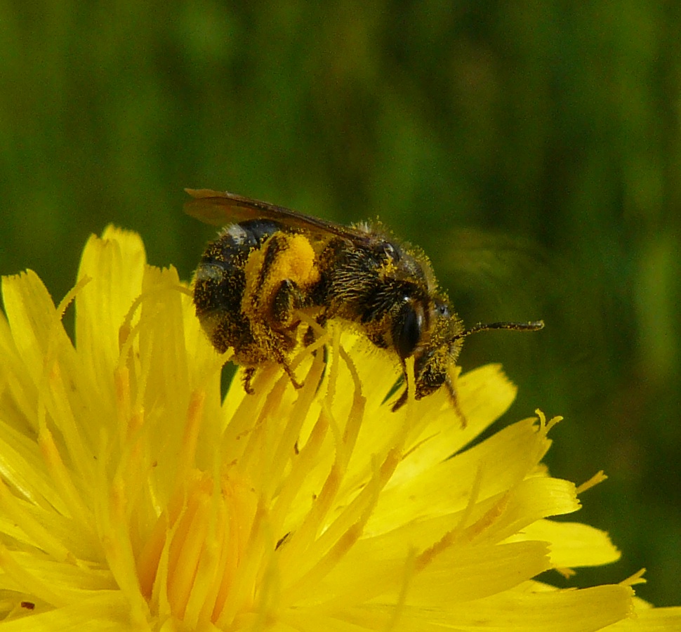 Apidae Halictinae:  femmina di Lasioglossum sp.