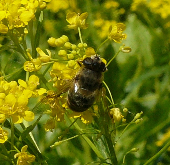 Tabanidae?