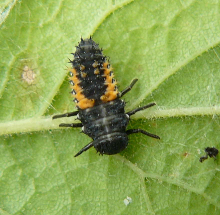 Larva di Coccinellidae