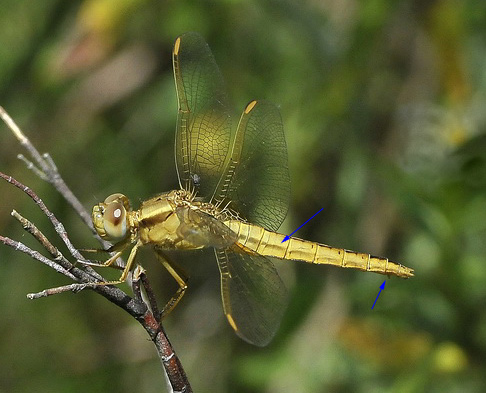 Orthetrum coerulescens ? - No,   Crocothemis erythraea