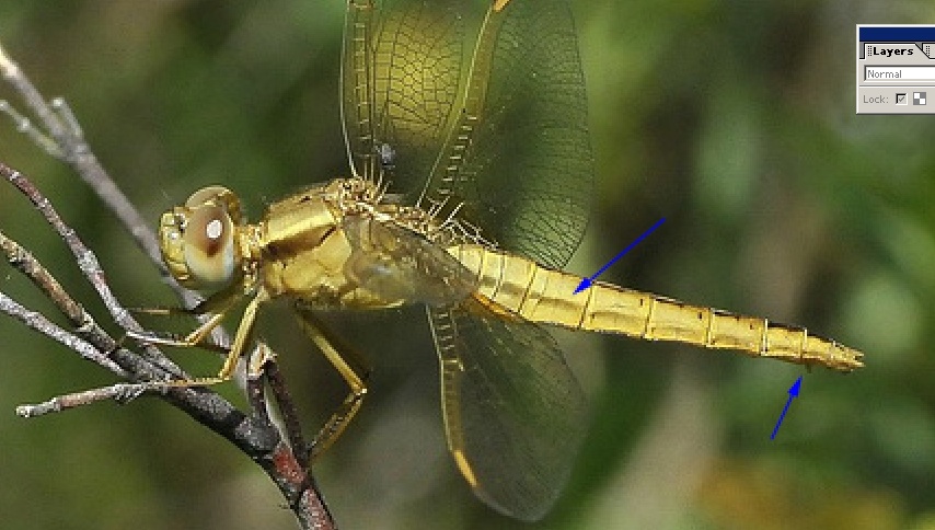 Orthetrum coerulescens ? - No,   Crocothemis erythraea