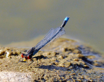 Ceriagrion tenellum? no, Erythromma viridulum