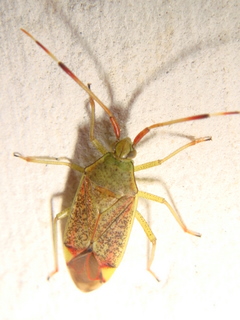 Miridae: Pantilius tunicatus trovato a Bresso (Milano)