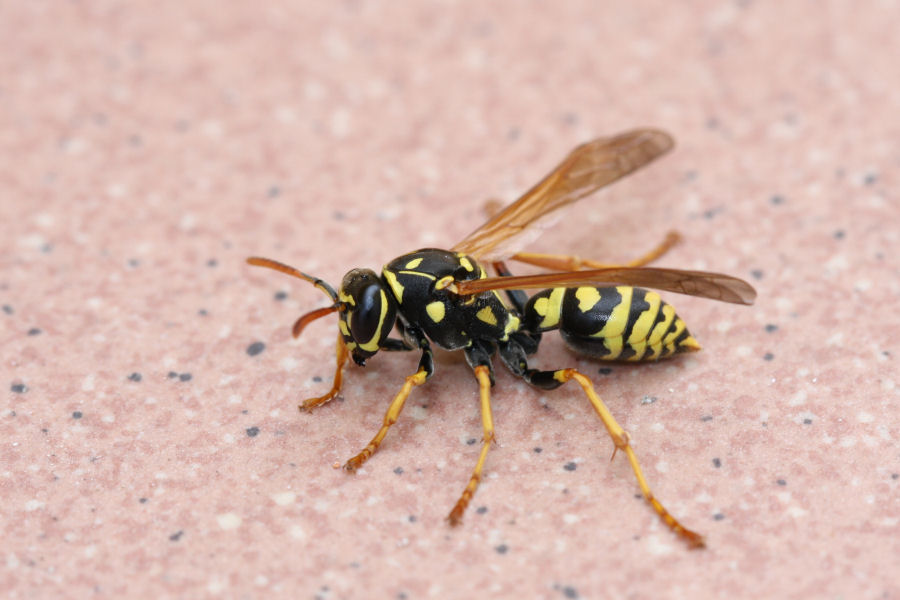 Quale Polistes? (Polistes associus o P. Nimphus)