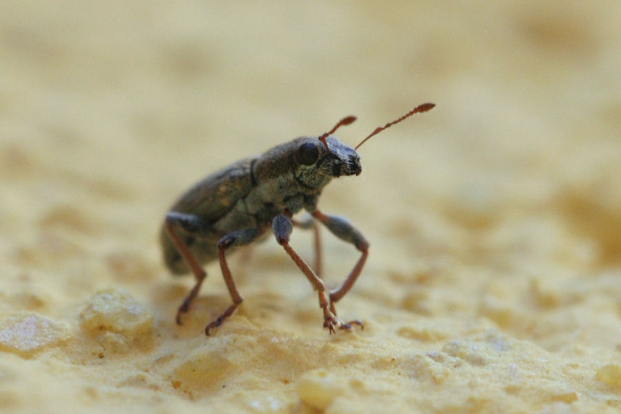 2 curculionidi da identificare: Sitona e Polydrusus