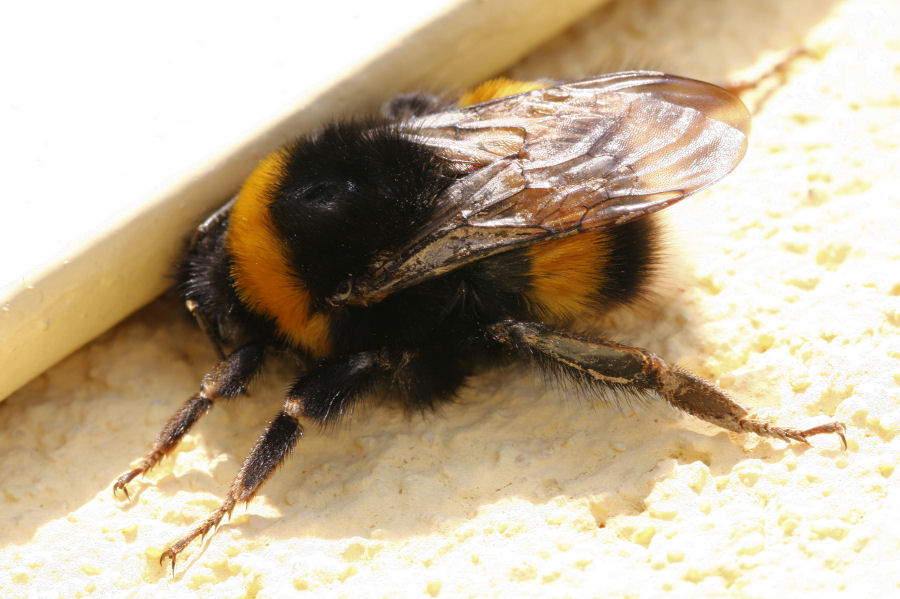 Bombus tipo terrestris