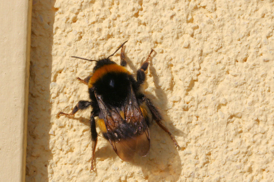 Bombus tipo terrestris