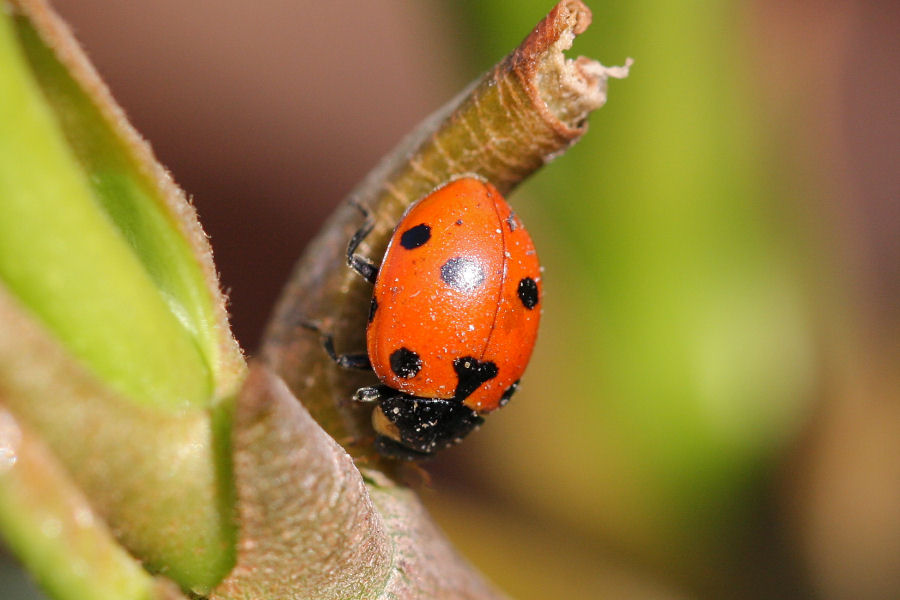 se fossi un afide avrei paura...(Hippodamia undecimnotata )