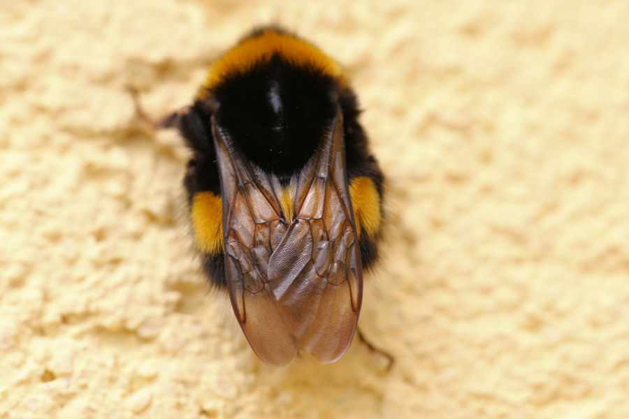 Bombus tipo terrestris