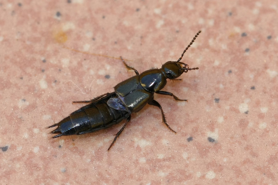 Philonthus sp e Xantholinus sp. (Staphilinidae)