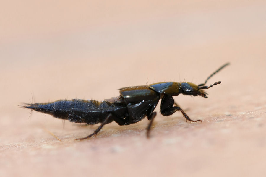 Philonthus sp e Xantholinus sp. (Staphilinidae)