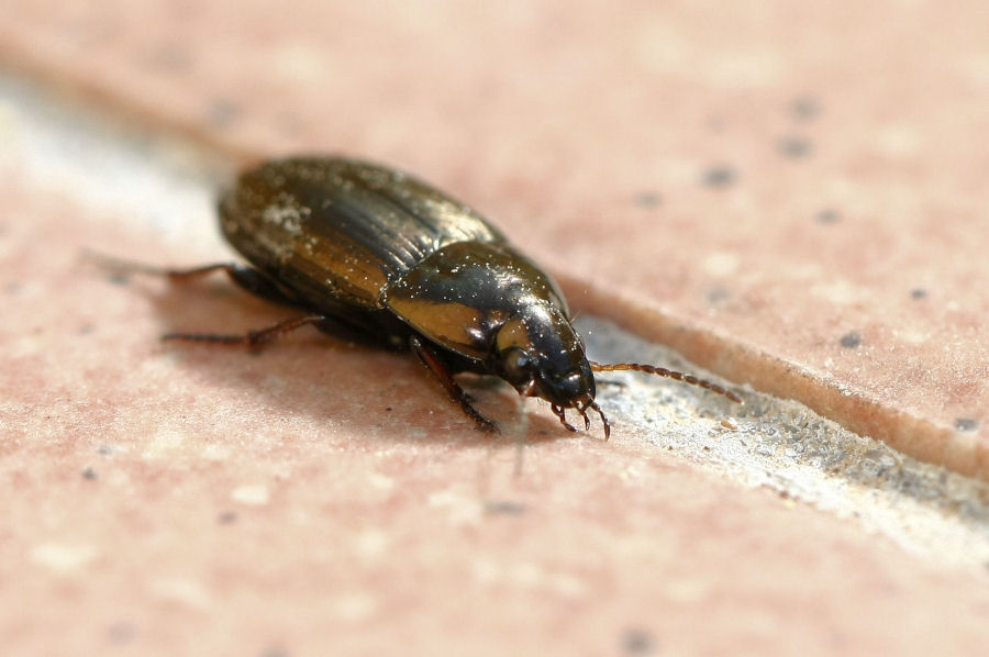 Sul terrazzo: Harpalus distinguendus e Amara cfr aenea