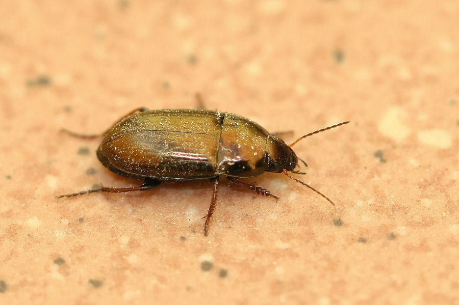 Sul terrazzo: Harpalus distinguendus e Amara cfr aenea