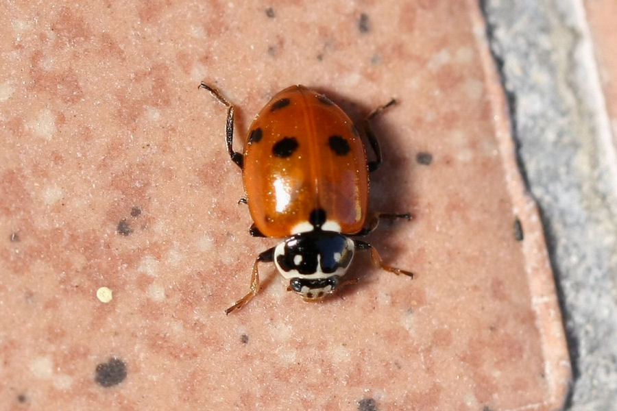 Quale coccinella? Hippodamia (Adonia) variegata variegata