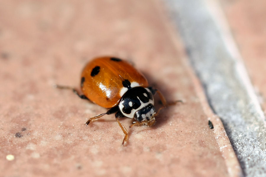 Quale coccinella? Hippodamia (Adonia) variegata variegata