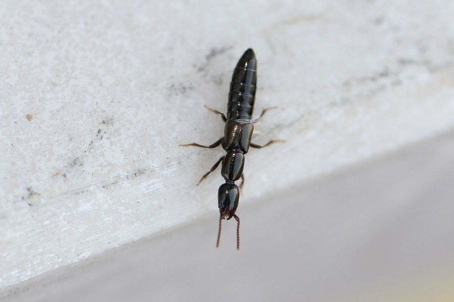 Philonthus sp e Xantholinus sp. (Staphilinidae)